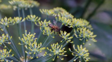 böcek üzerinde dereotu