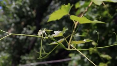 yaprakları asma dal ve dalları üzerinde güneş ışığı