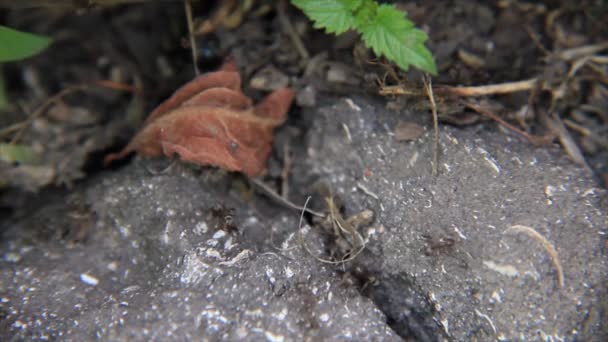 Μυρμήγκια άσφαλτο υποδοχή — Αρχείο Βίντεο