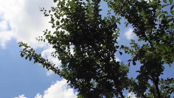 Pruimenboom met opbrengst bij bewolkte hemelachtergrond — Stockvideo