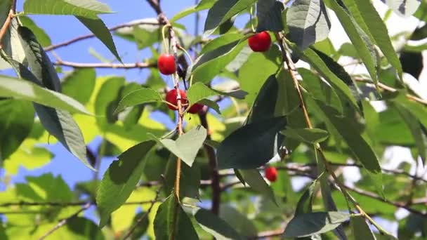 Frutos rojos de cereza en las ramas de los árboles — Vídeo de stock