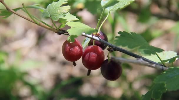 Baies mûres de groseille à maquereau sur la branche — Video