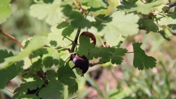 Bacche di uva spina sul rametto — Video Stock