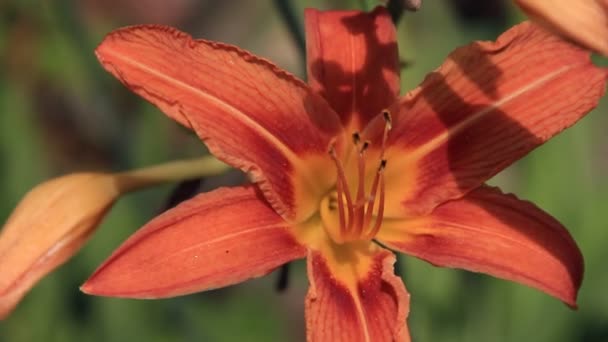 Color naranja flor de lirio grande en el viento — Vídeo de stock