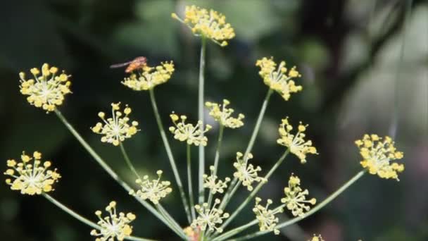 Insect on dill — Stock Video