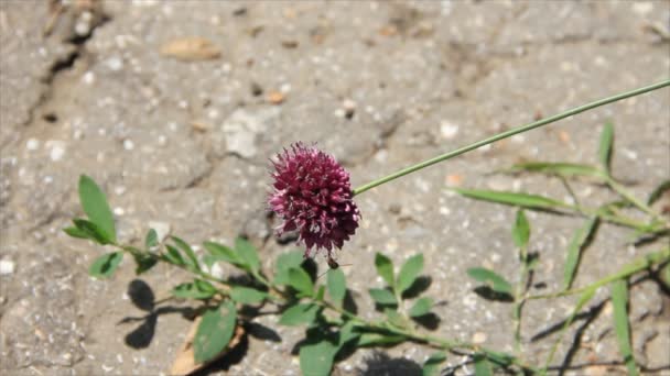 Kleine vliegen bestuiven wildflower — Stockvideo