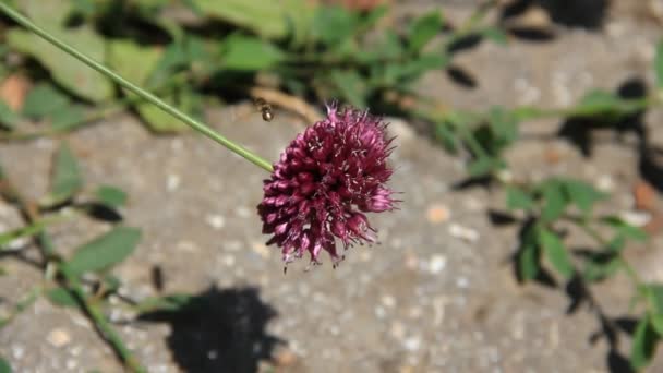 Two wild bow flower in sunlight — Stock Video