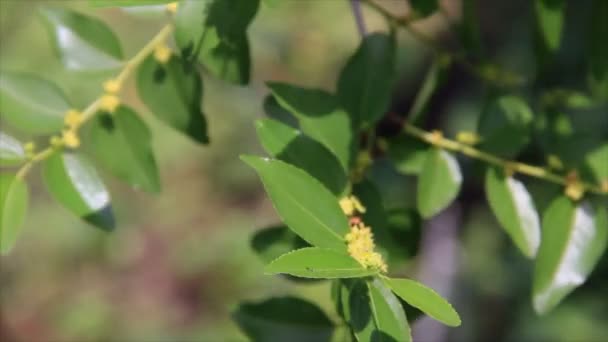 Jujube hojas verdes frescas en el sol — Vídeos de Stock