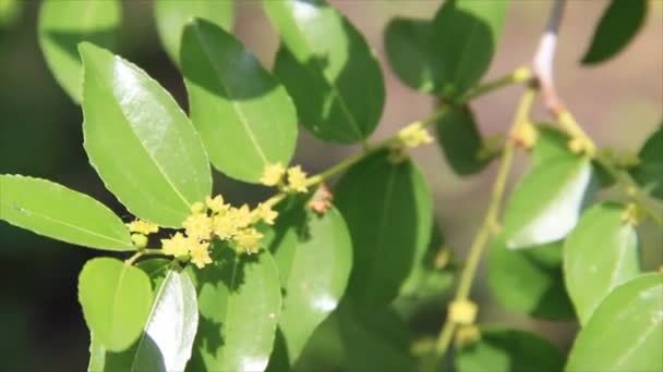 Jujube hojas verdes frescas en el sol — Vídeos de Stock