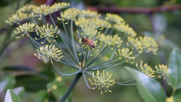 Insect on dill — Stock Video