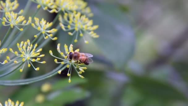 Honey bee on dill — Stock Video