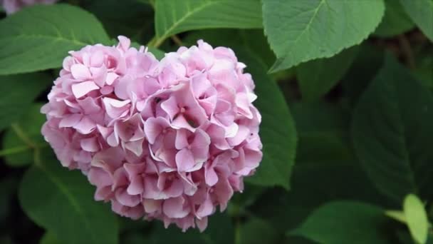 Bumblebee from pink flower viburnum — Stock Video