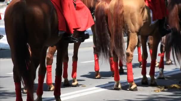 Caballos y jinetes en la calle — Vídeo de stock