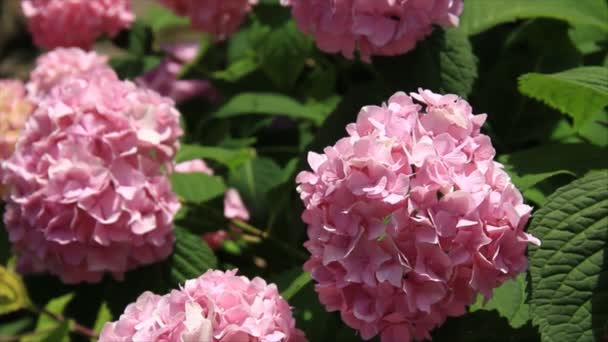 Viburnum flores columpios — Vídeo de stock