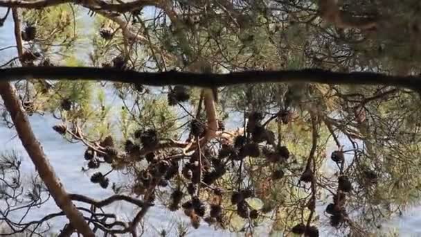 Borové větve s kužely houpají — Stock video