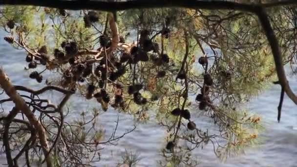 Pine branches with cones swingings — Stock Video