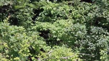 yoğun yeşillik ağaçların