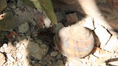 salyangoz sürünme çimento tozu