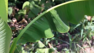 sunlights, palmiye yaprağı