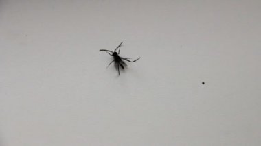 siyah böcek bacaklar çeker