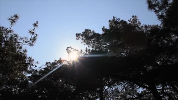 Zonnestralen door dennennaalden — Stockvideo