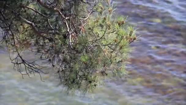 Pine gren på havet vågor bakgrund — Stockvideo