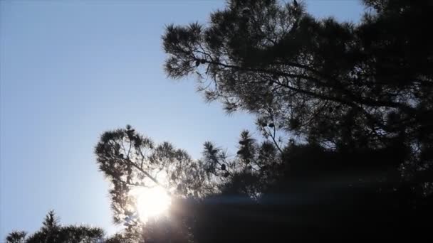 Zonnestralen door dennennaalden — Stockvideo