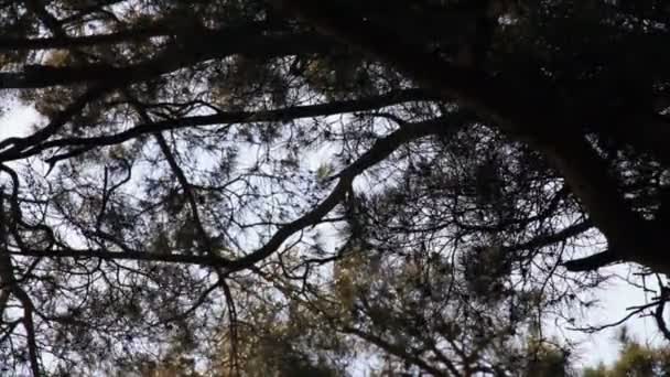 Atardecer juega en agujas de pino — Vídeo de stock