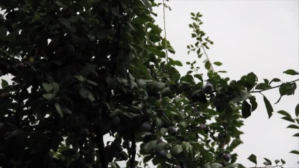 Pruimenboom tak met pruimen vruchten onder lichte regen — Stockvideo