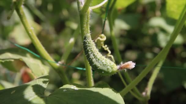 Growing green cucumber on sunlight — Stock Video