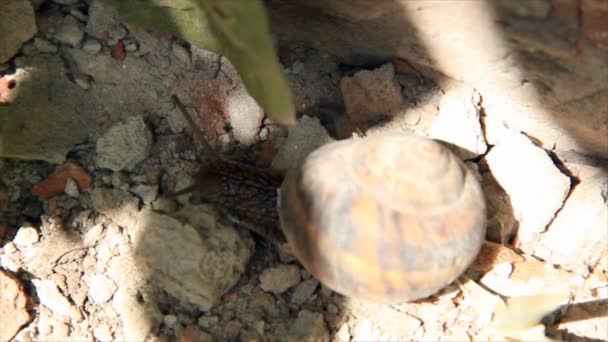 Snail creep on cement dust — Stock Video