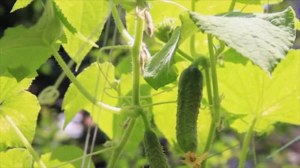 Los pepinos en la sombra de las hojas — Vídeos de Stock