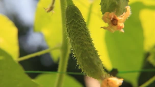 Cucumbers in shadow from leaves — Stock Video