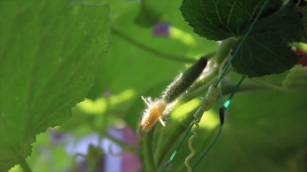 Вирощування зеленого огірка на сонячному світлі — стокове відео