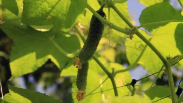 Komkommers in schaduw van bladeren — Stockvideo