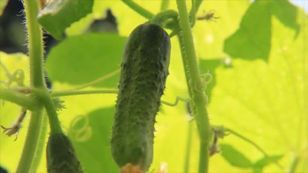 Komkommers in schaduw van bladeren — Stockvideo