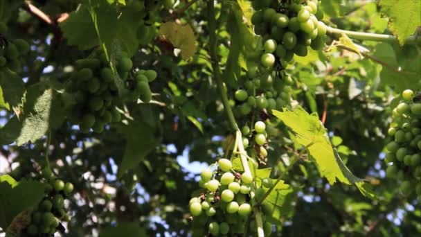 Uvas verdes de videira no jardim — Vídeo de Stock