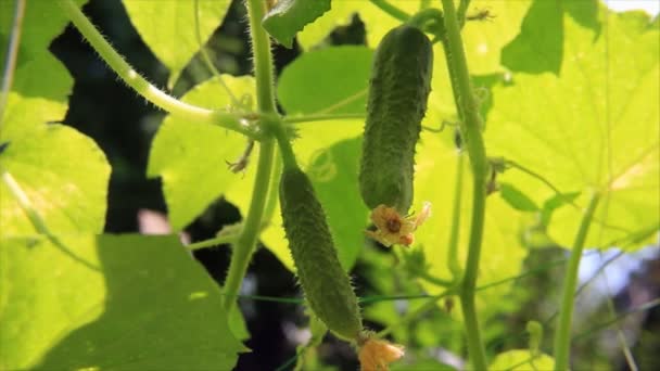 Los pepinos en la sombra de las hojas — Vídeos de Stock