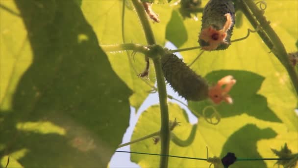 Under cucumber plants — Stock Video