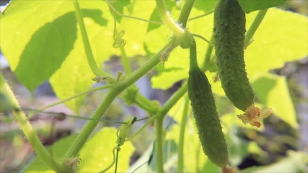 Cucumbers in shadow from leaves — Stock Video