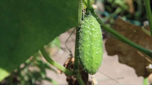 Green cucumber — Stock Video