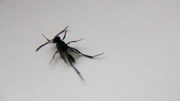 Черные ноги насекомых тянут — стоковое видео