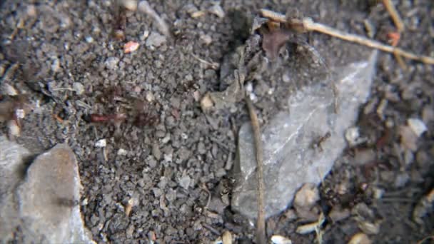 Hormigas en el suelo — Vídeos de Stock