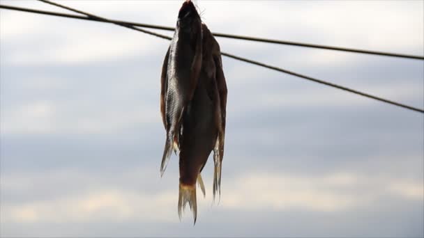 Wenige kleine Fische trocknen auf Himmelshintergrund — Stockvideo