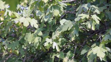 sunlights incir bush aracılığıyla yapraklar