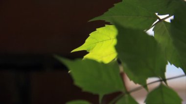 yeşil yapraklar gün ışığında