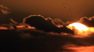 Kuşlar sürüsü silhouettes
