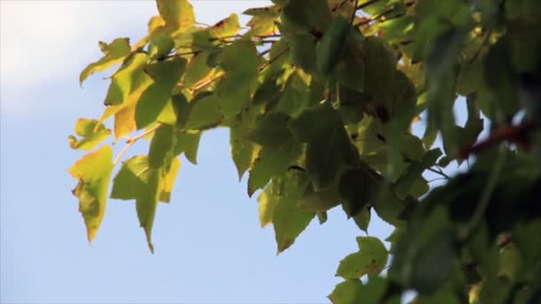 Sunbeams through tree leaves — Stock Video