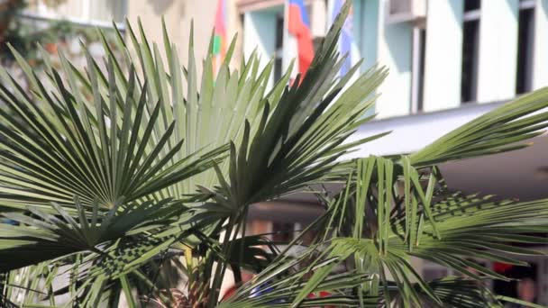 Palme sullo sfondo delle bandiere — Video Stock