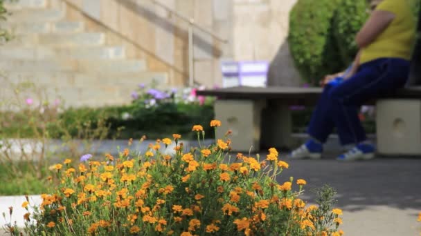 Flores amarelas de canteiro de flores no lugar público — Vídeo de Stock